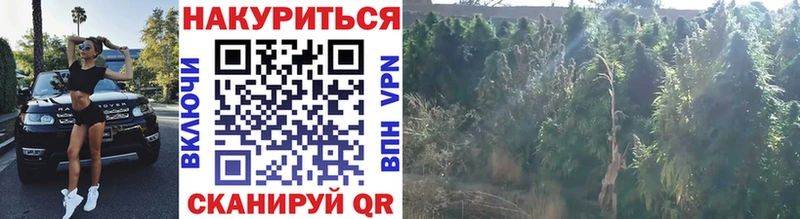 Бошки марихуана SATIVA & INDICA  даркнет Telegram  Мурманск  продажа наркотиков  ОМГ ОМГ зеркало 